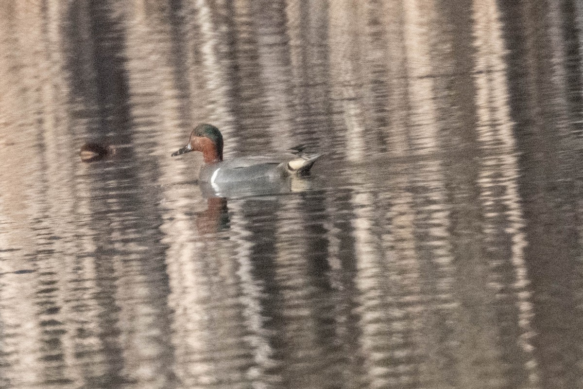 Green-winged Teal - ML618367025