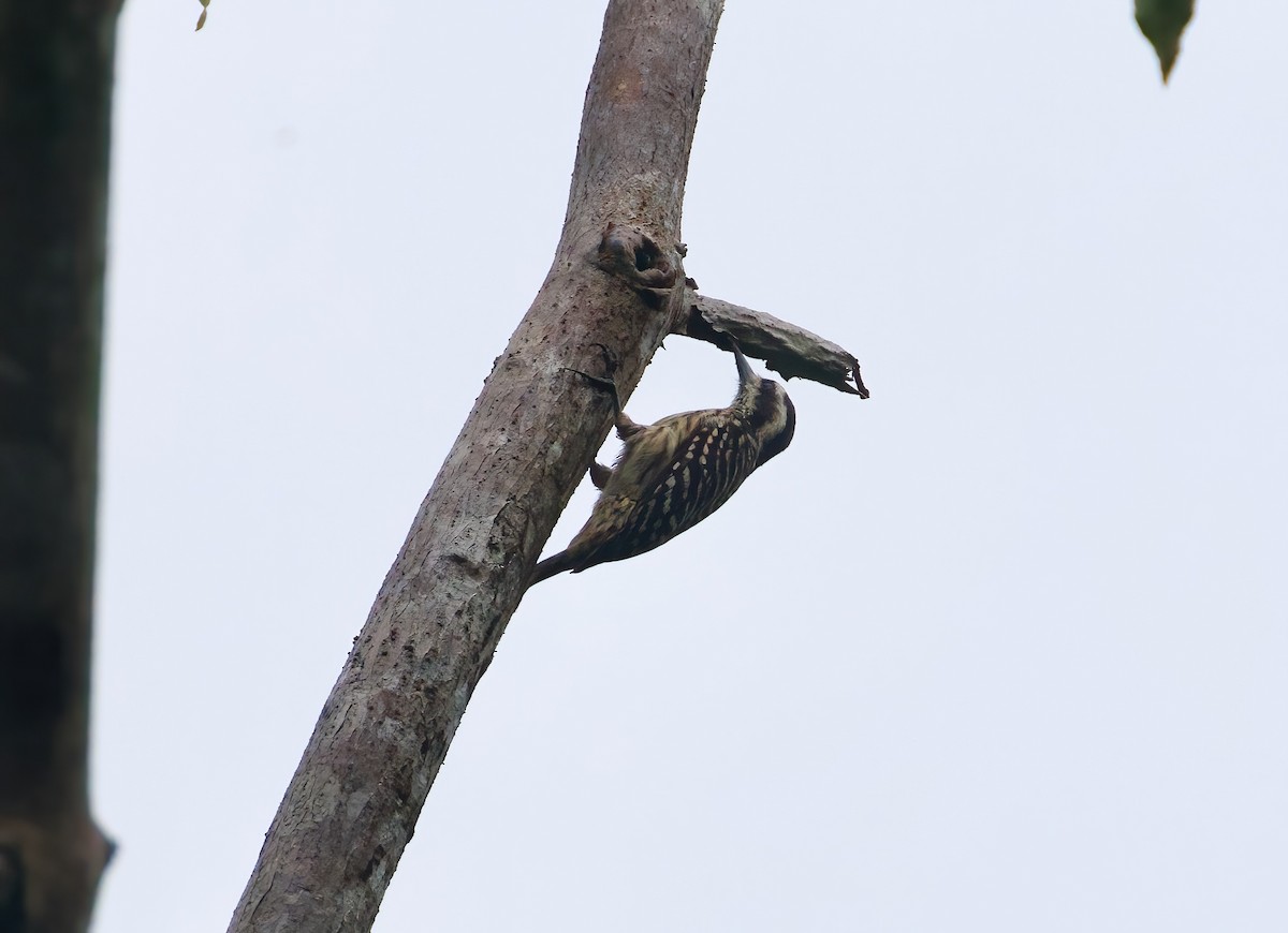 Sunda Pygmy Woodpecker - ML618367043