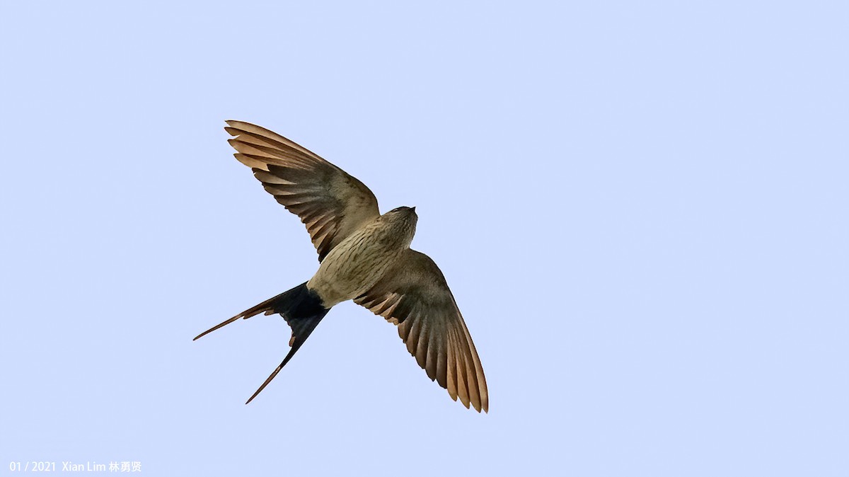 Red-rumped Swallow - ML618367111
