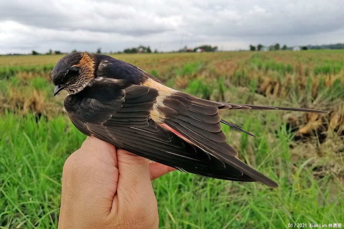 Red-rumped Swallow - ML618367112