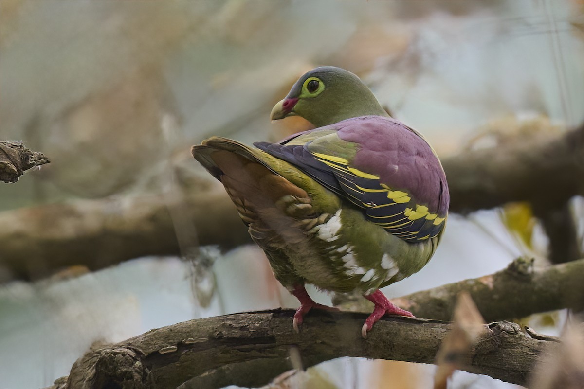 Thick-billed Green-Pigeon - ML618367128