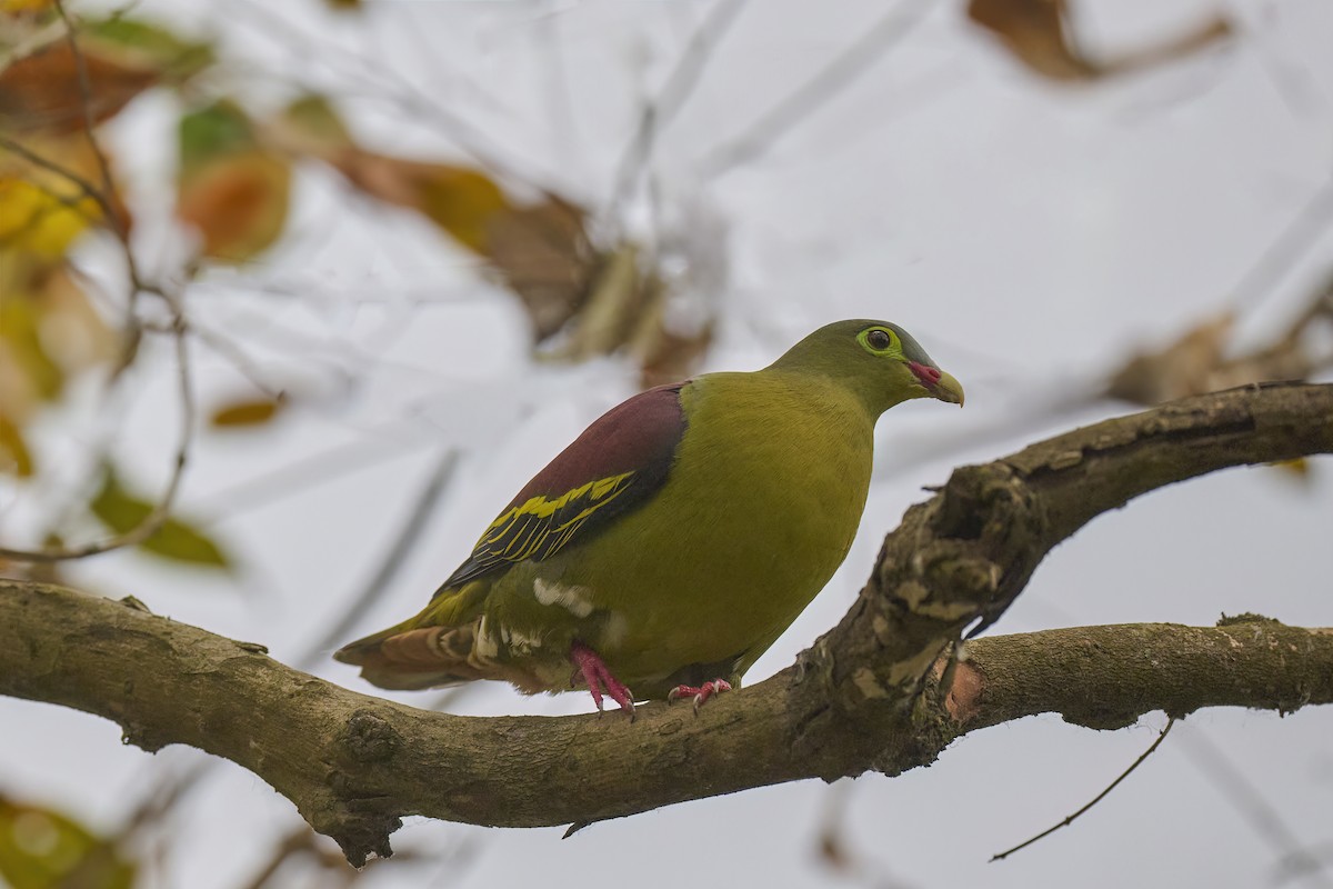 Thick-billed Green-Pigeon - ML618367129