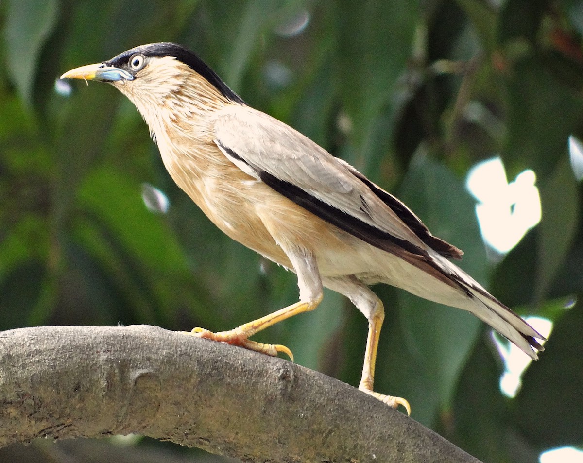 Chestnut-tailed Starling - ML618367174