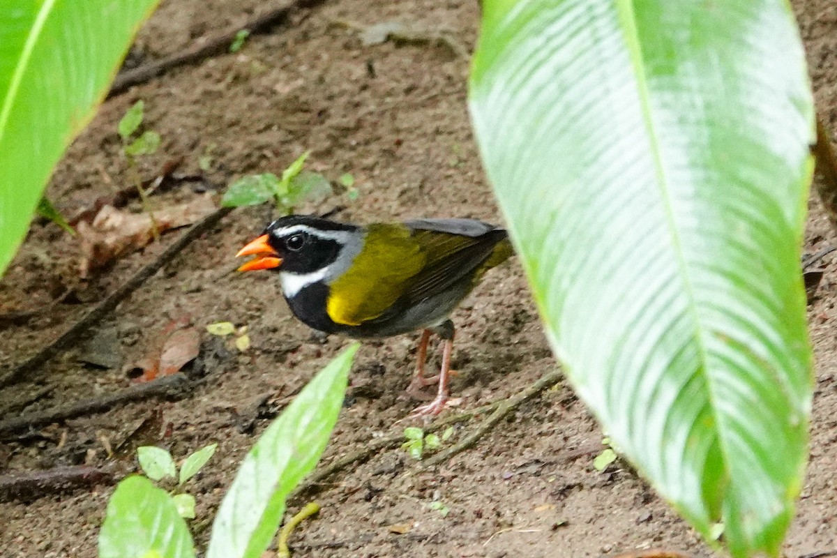 Orange-billed Sparrow - ML618367179