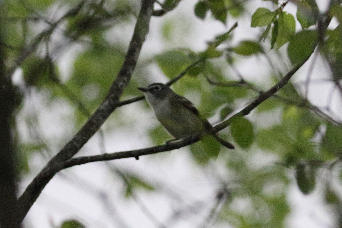 Blue-headed Vireo - Tom Stayancho
