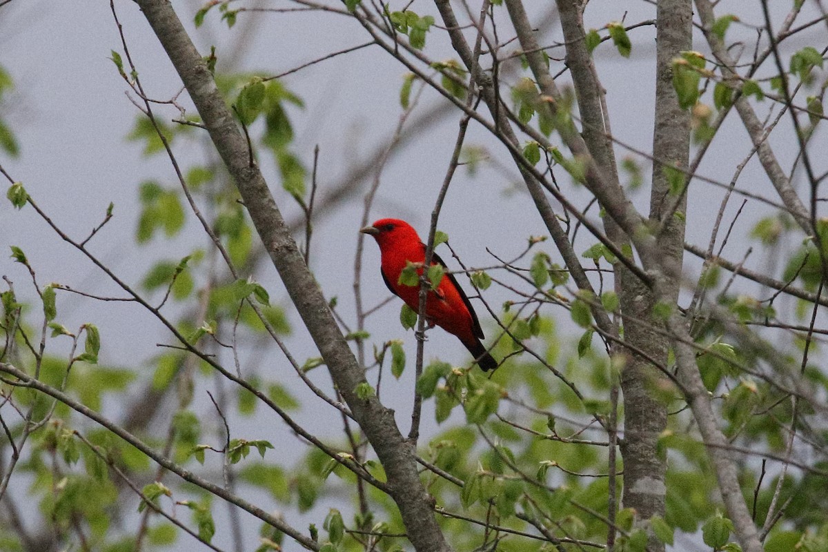 Scarlet Tanager - ML618367254