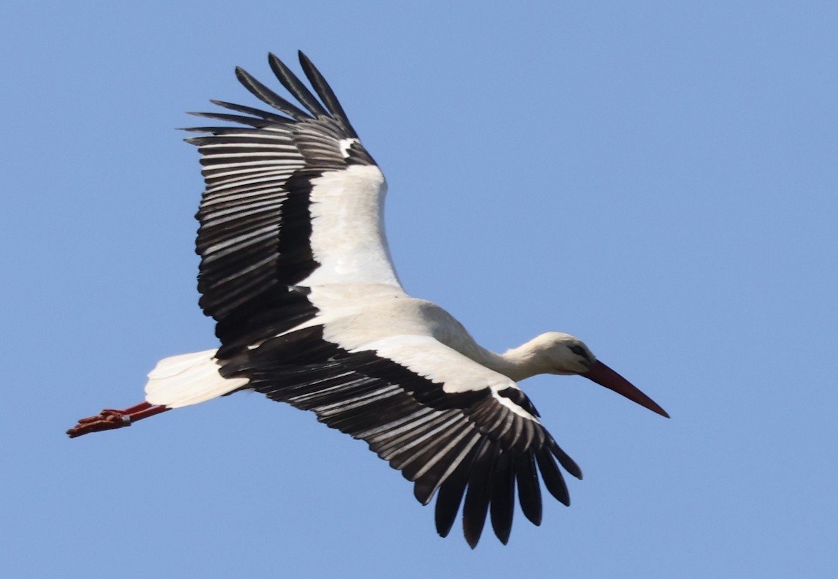 White Stork - ML618367273