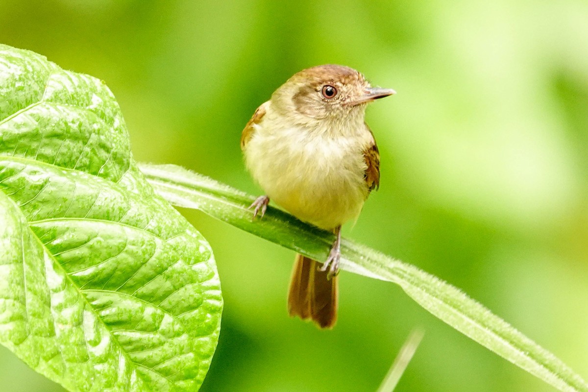 Sepia-capped Flycatcher - ML618367294
