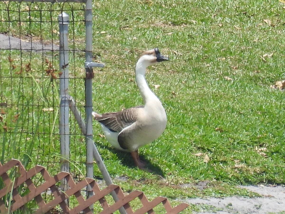 Swan Goose (Domestic type) - ML618367297