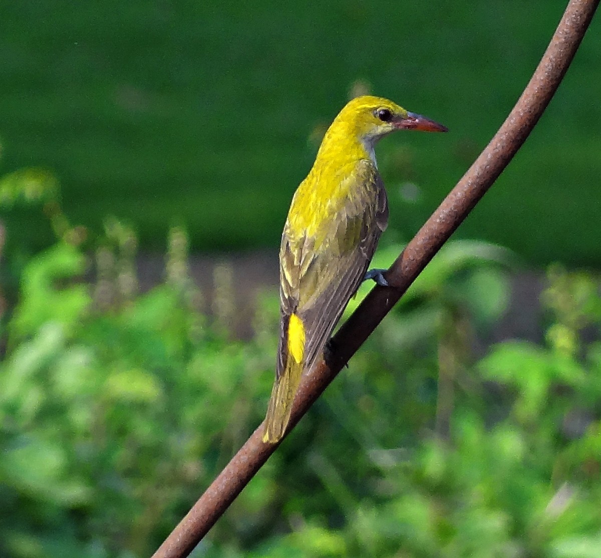 Indian Golden Oriole - ML618367324