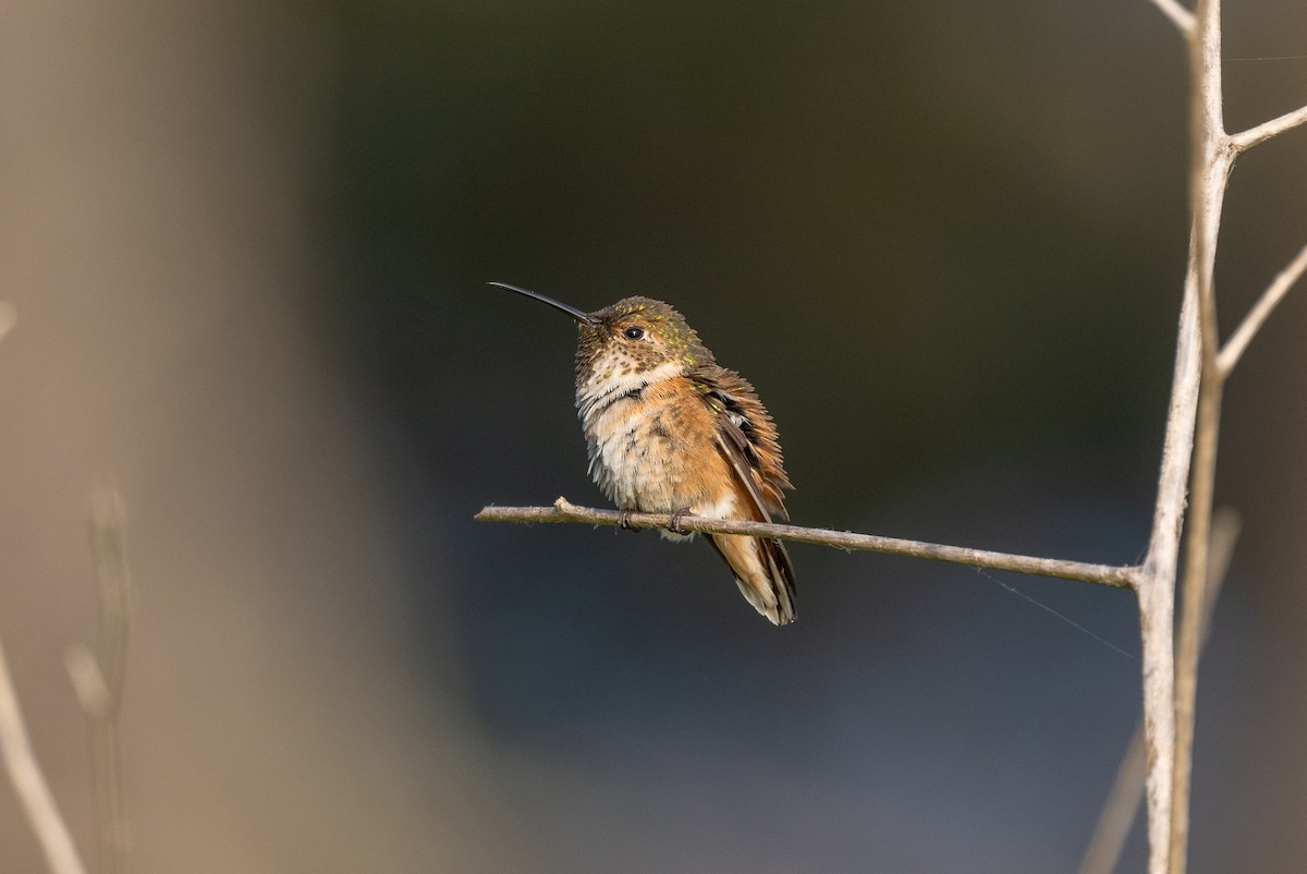 Allen's Hummingbird - ML618367404