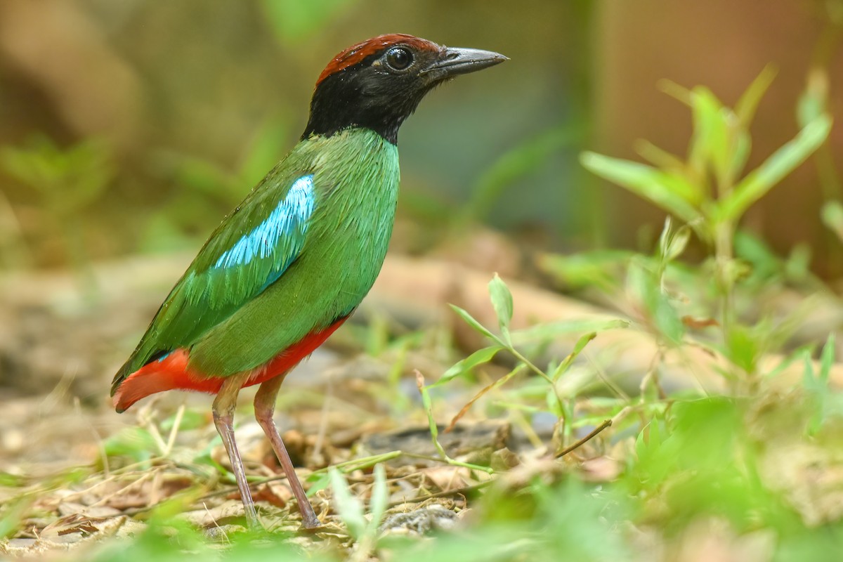 Western Hooded Pitta (Chestnut-crowned) - Thitiphon Wongkalasin