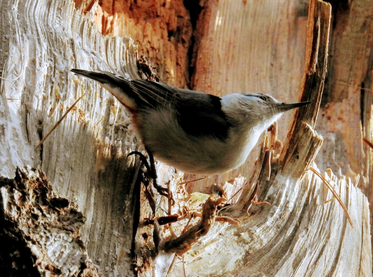 White-breasted Nuthatch - ML618367410