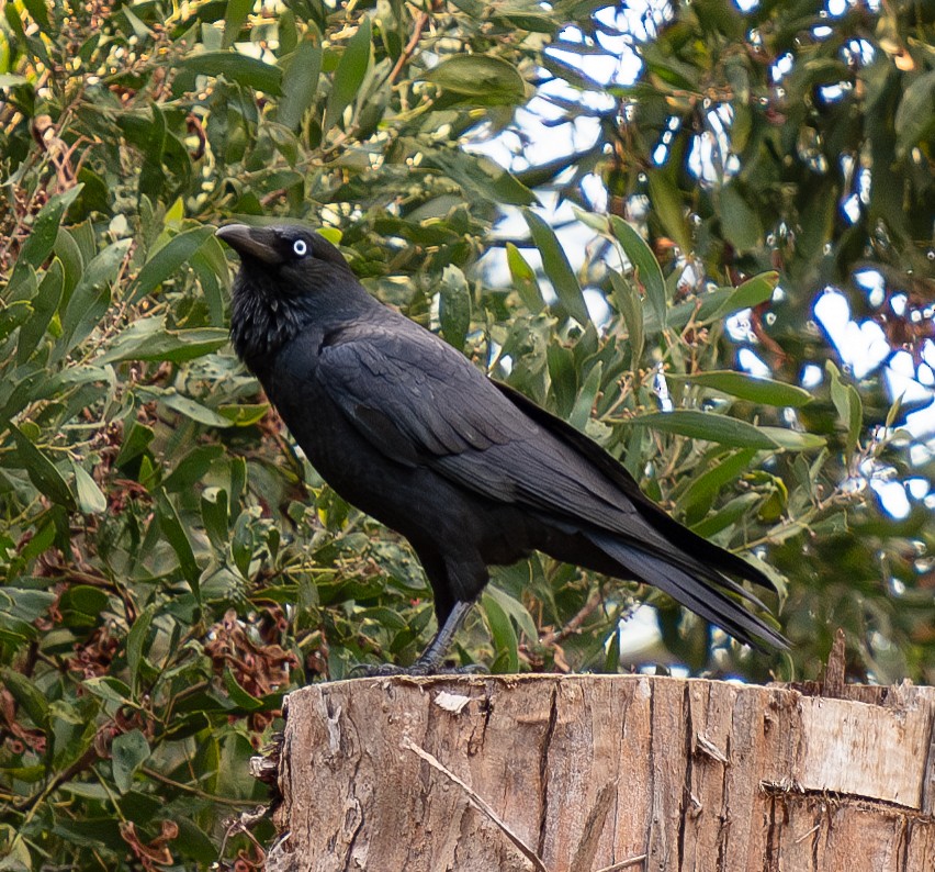 Australian Raven - ML618367411