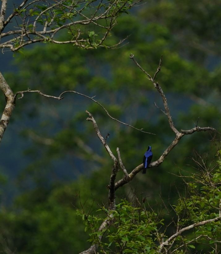 Asian Fairy-bluebird - Irvin Calicut