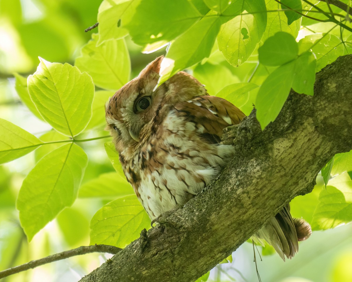 Eastern Screech-Owl - Russell Brown