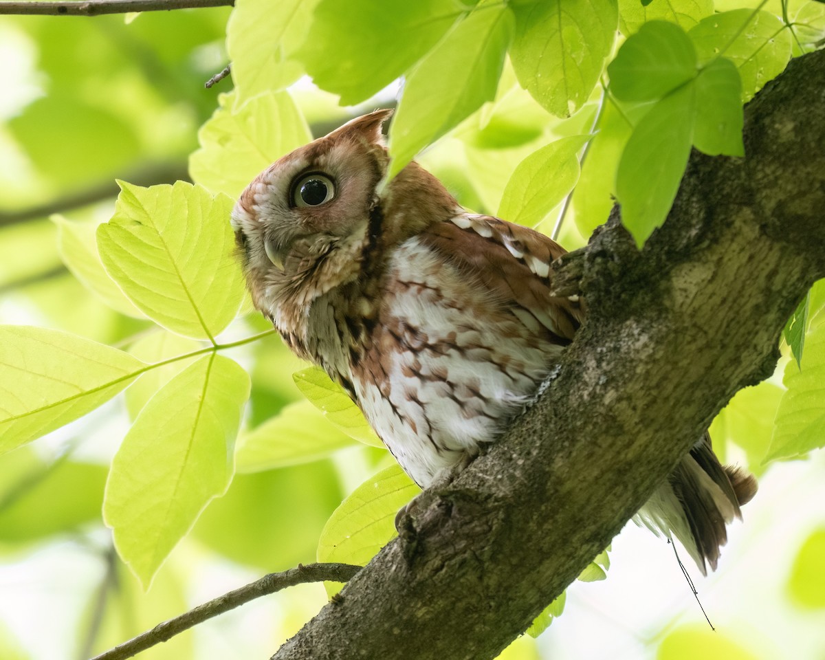 Eastern Screech-Owl - Russell Brown