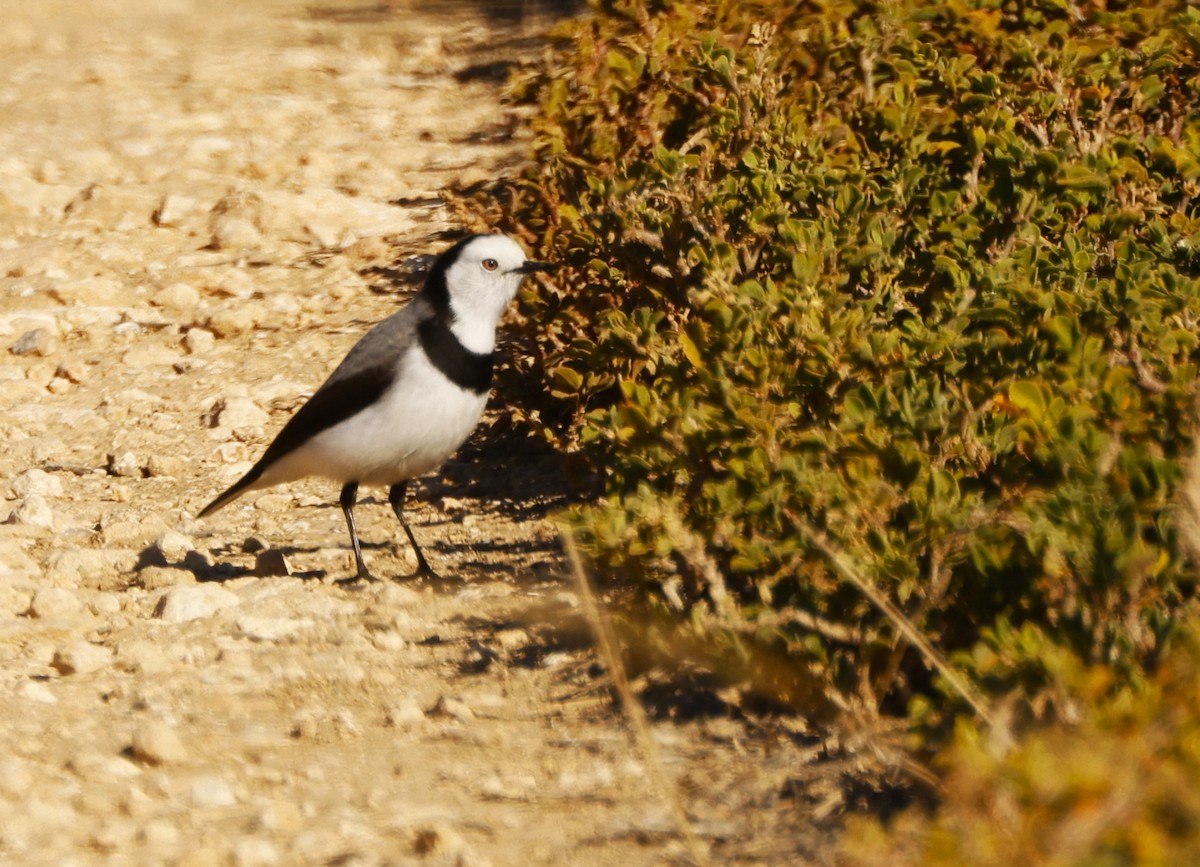 White-fronted Chat - ML618367447