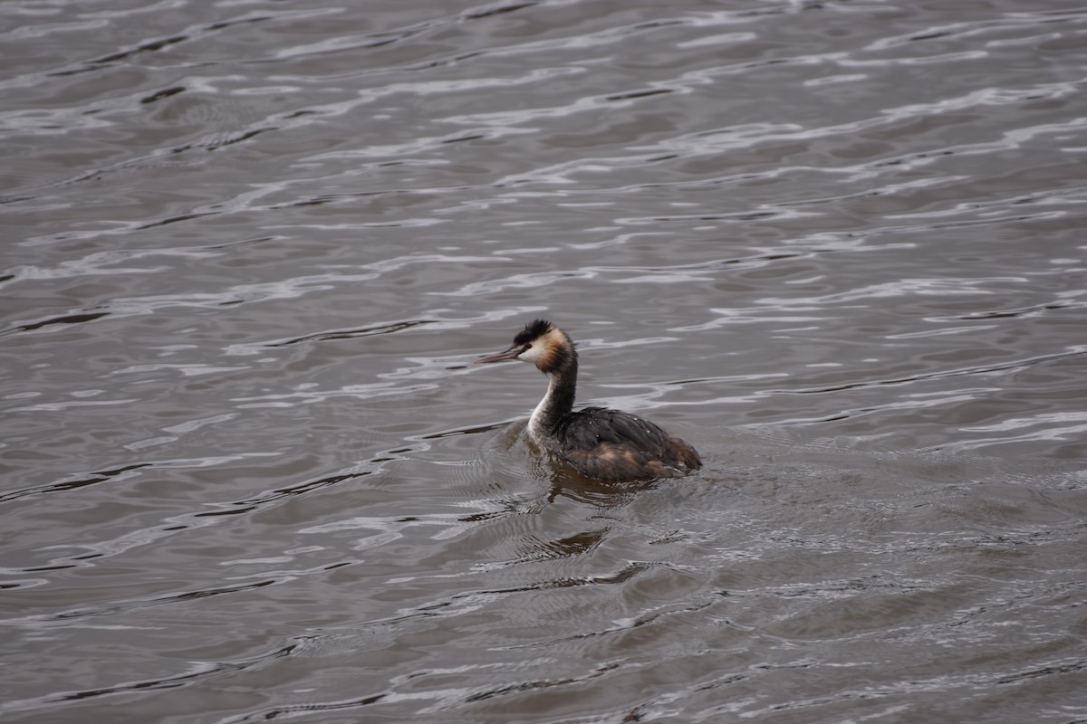 Great Crested Grebe - ML618367449