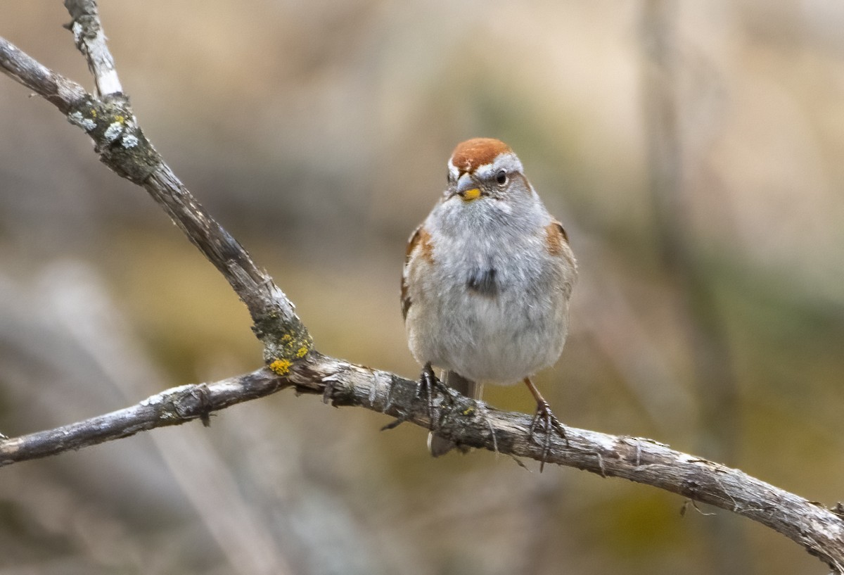American Tree Sparrow - ML618367459