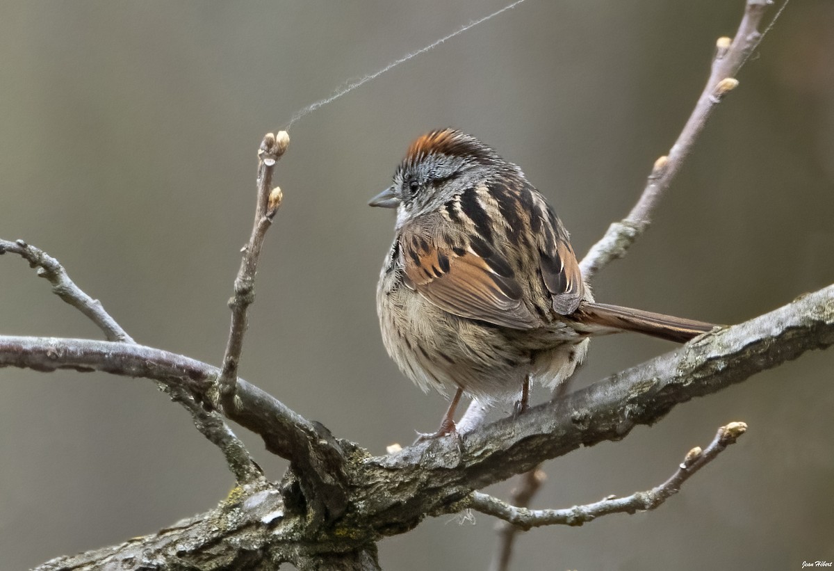 Swamp Sparrow - ML618367477