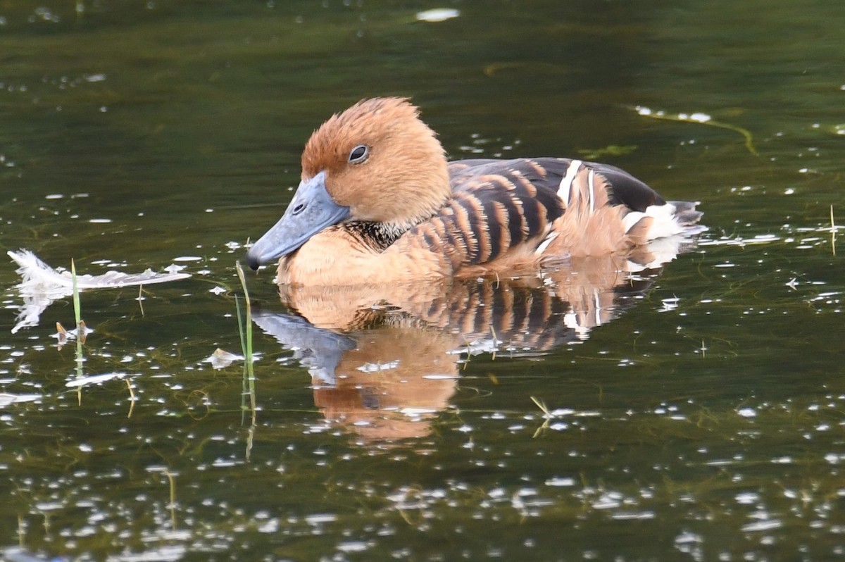 Fulvous Whistling-Duck - Colin Dillingham