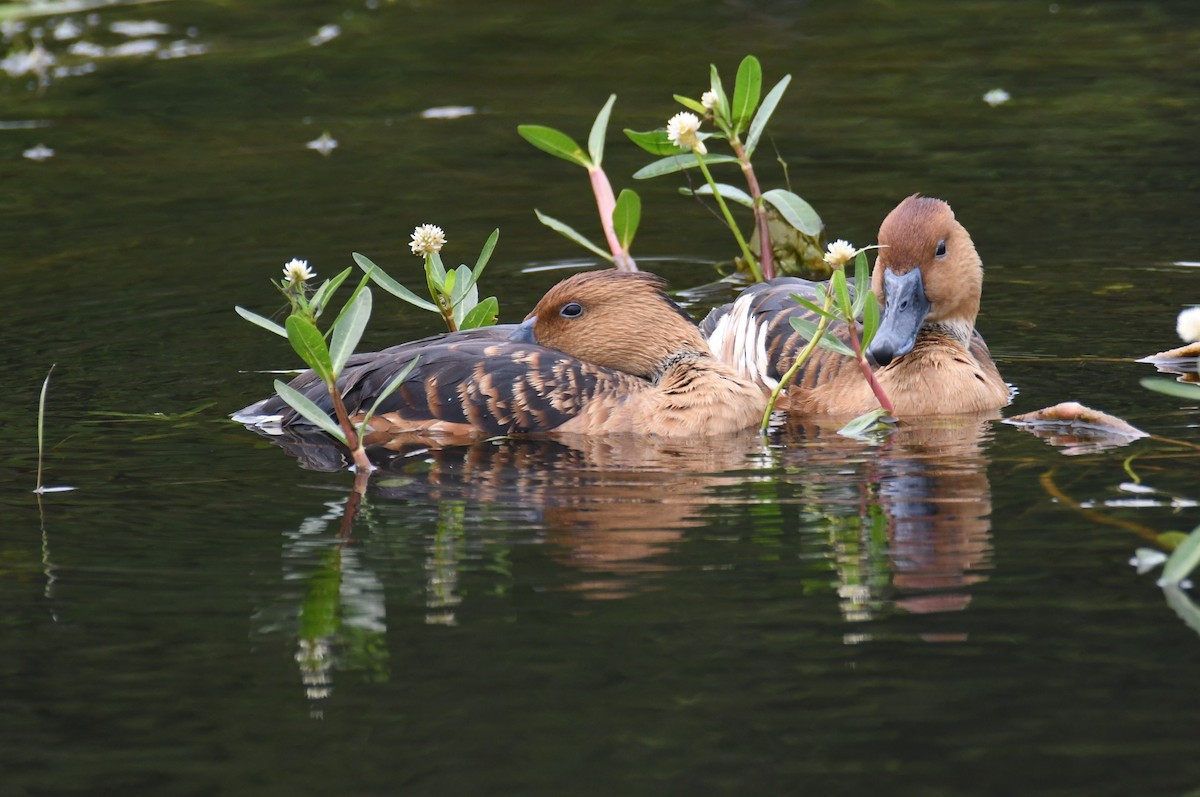 Fulvous Whistling-Duck - Colin Dillingham