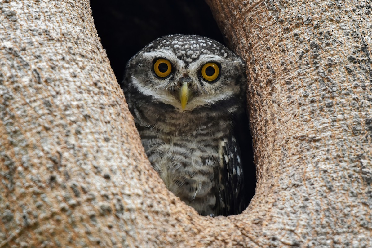 Spotted Owlet - ML618367537