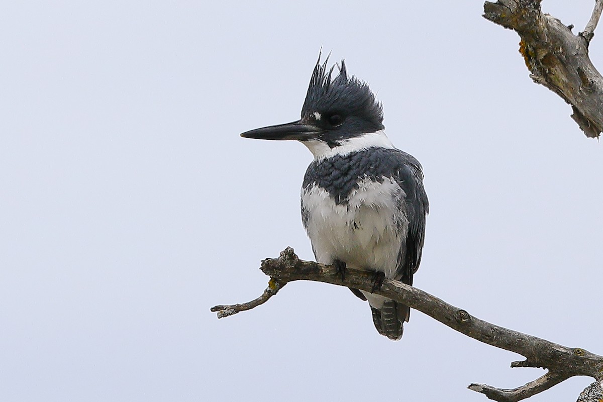 Belted Kingfisher - ML618367546