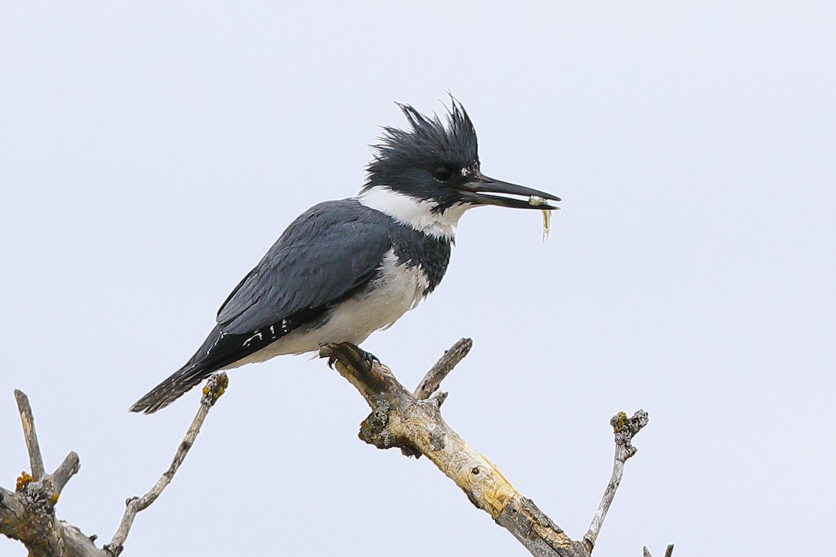 Belted Kingfisher - ML618367547