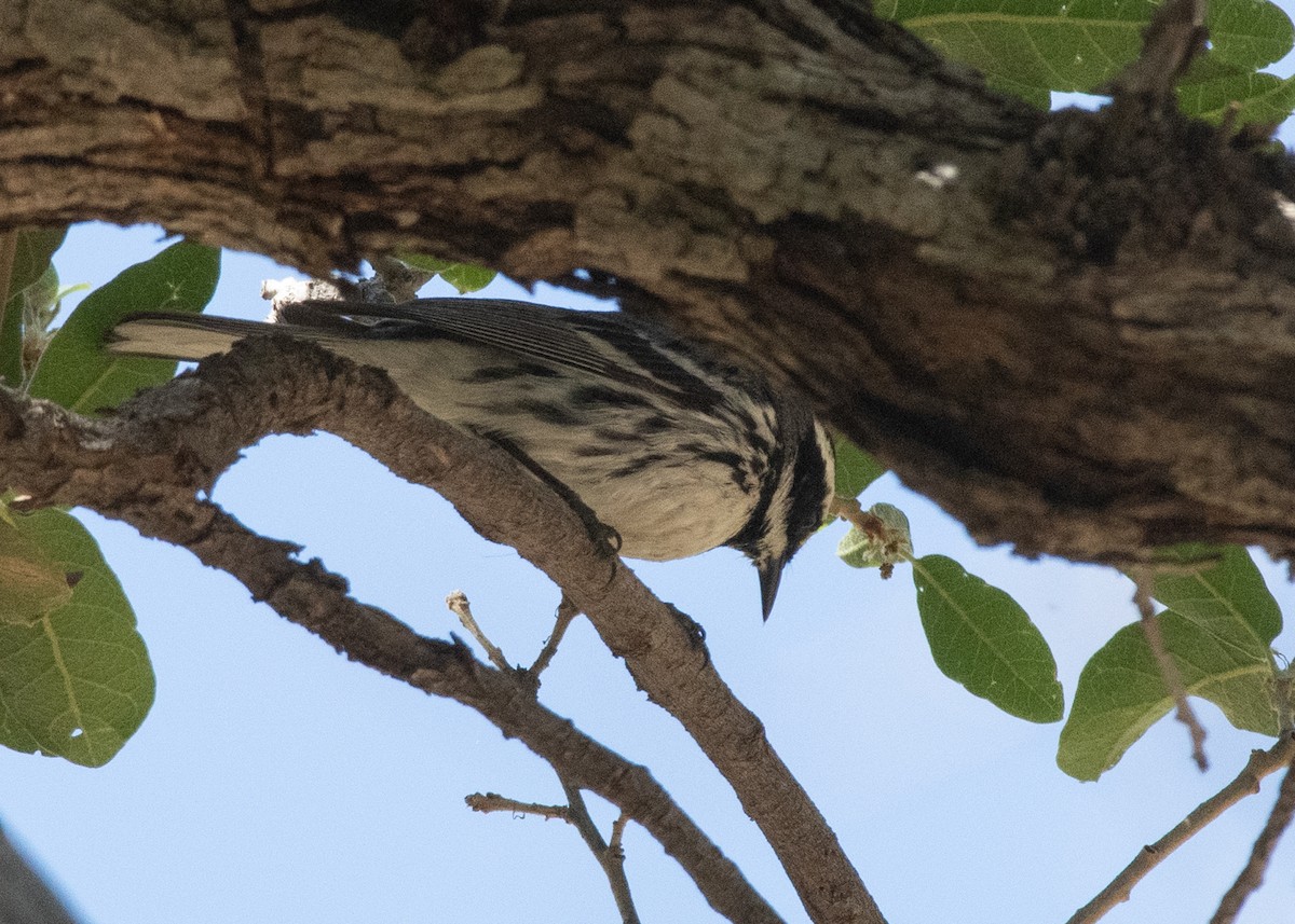 Black-throated Gray Warbler - ML618367548