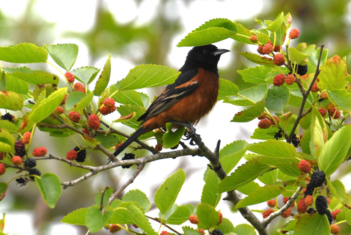 Orchard Oriole - ML618367549