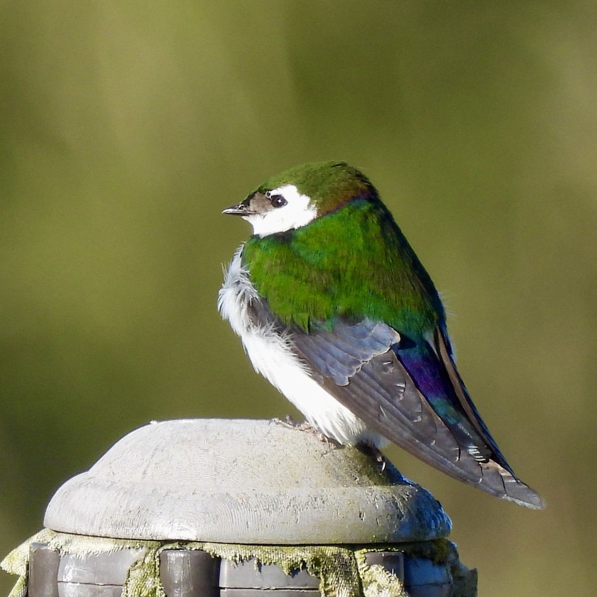 Violet-green Swallow - ML618367552