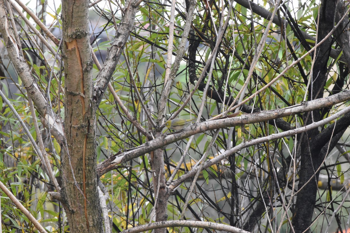 Graumantel-Brillenvogel - ML618367561