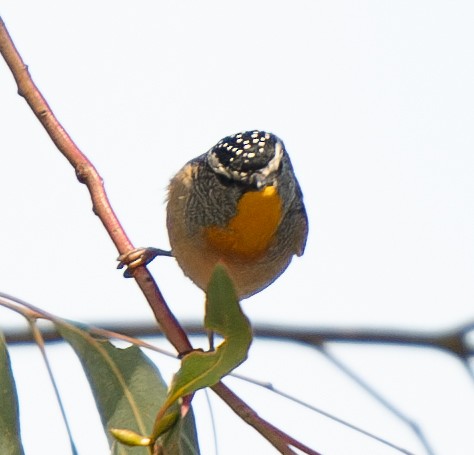 Spotted Pardalote - ML618367600