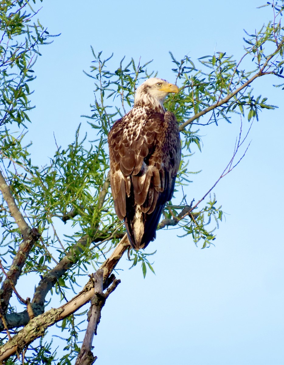 Bald Eagle - LouAnn O'Hora