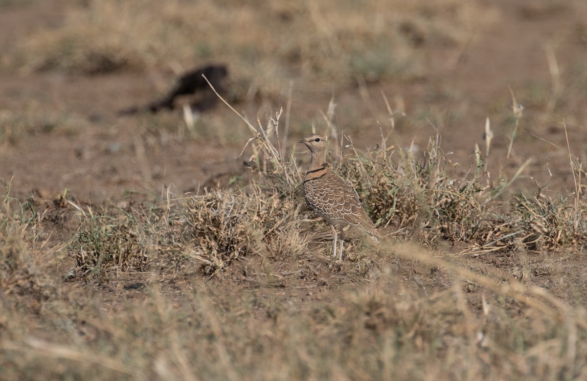 Double-banded Courser - ML618367634