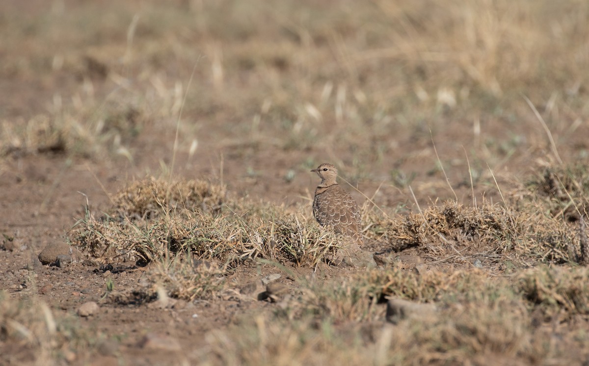 Double-banded Courser - ML618367635