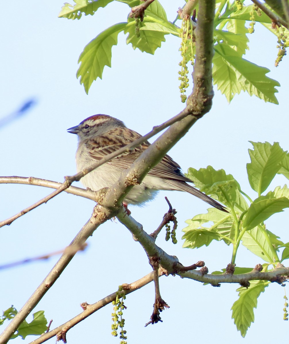 Chipping Sparrow - ML618367645