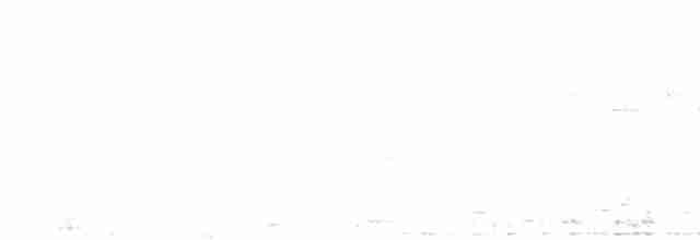 White-banded Mockingbird - ML618367657