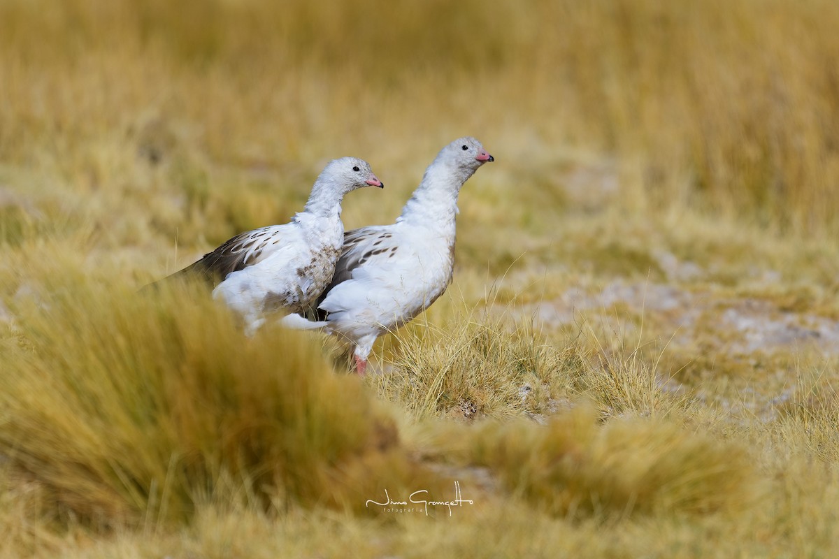 Andean Goose - ML618367659