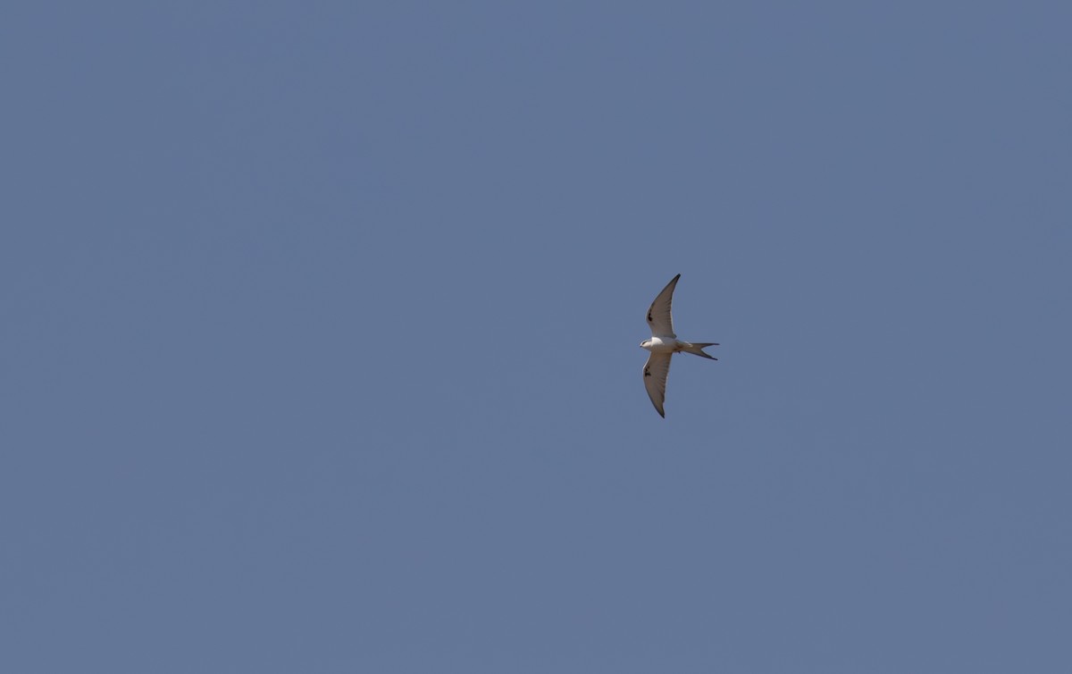 Scissor-tailed Kite - ML618367665