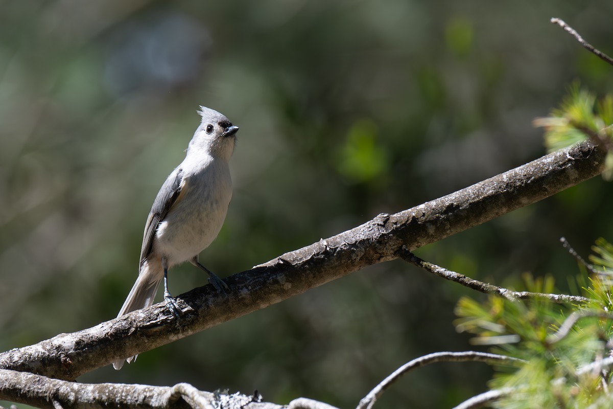 Tufted Titmouse - Warren Whaley