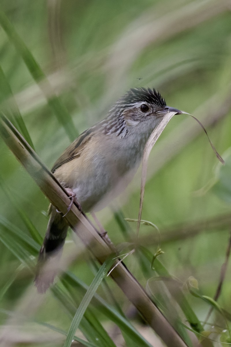 Indian Grassbird - ML618367691