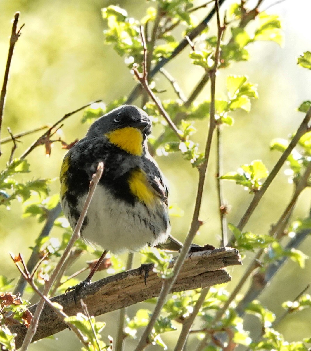 Yellow-rumped Warbler (Audubon's) - ML618367705