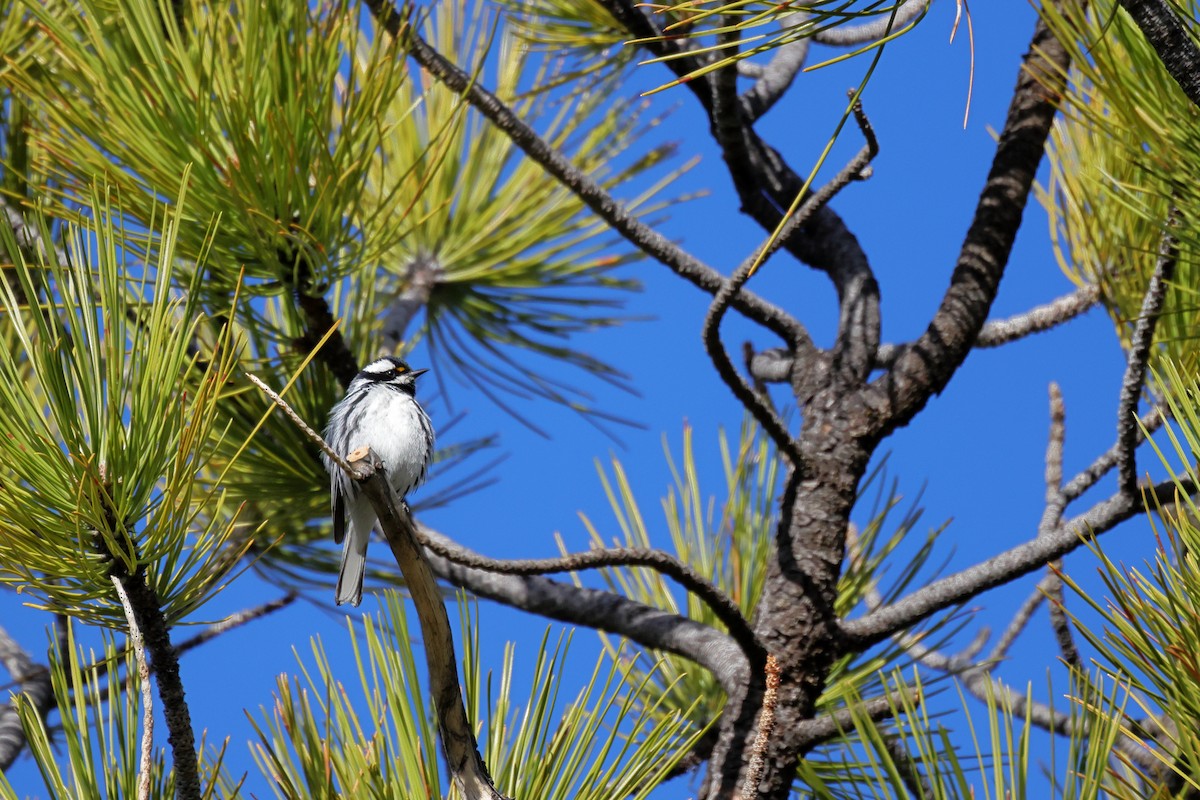 Black-throated Gray Warbler - ML618367722
