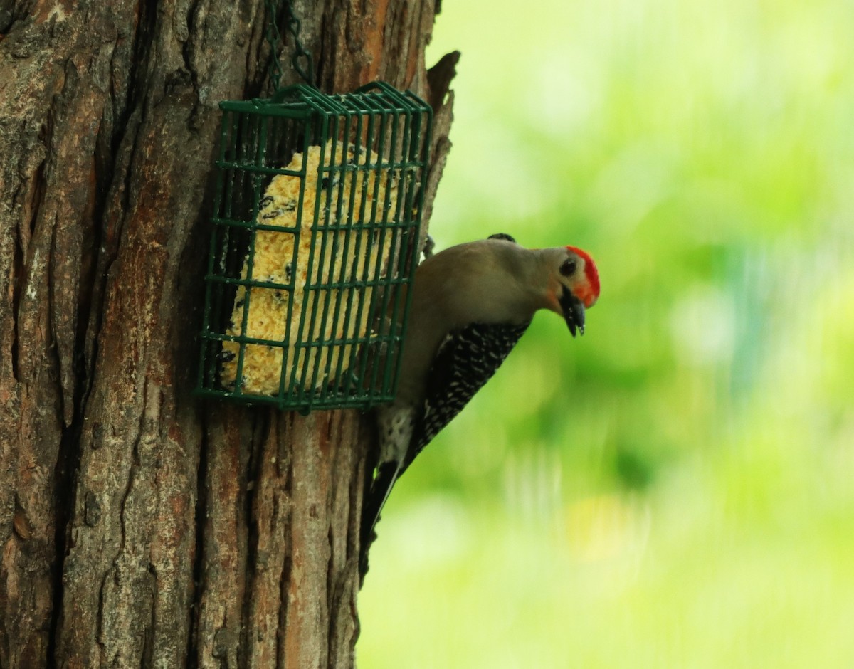 Red-bellied Woodpecker - ML618367746