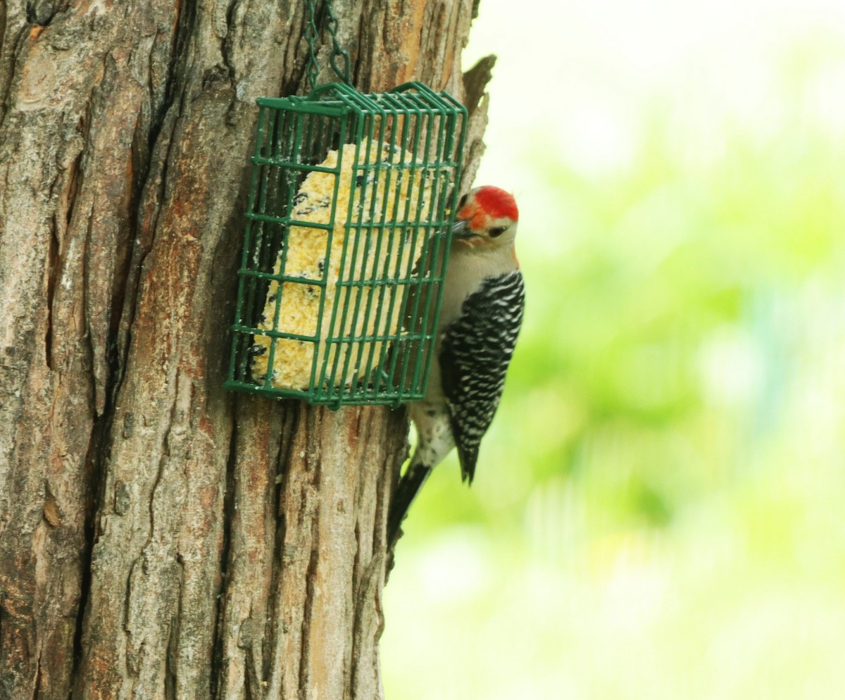 Red-bellied Woodpecker - ML618367747