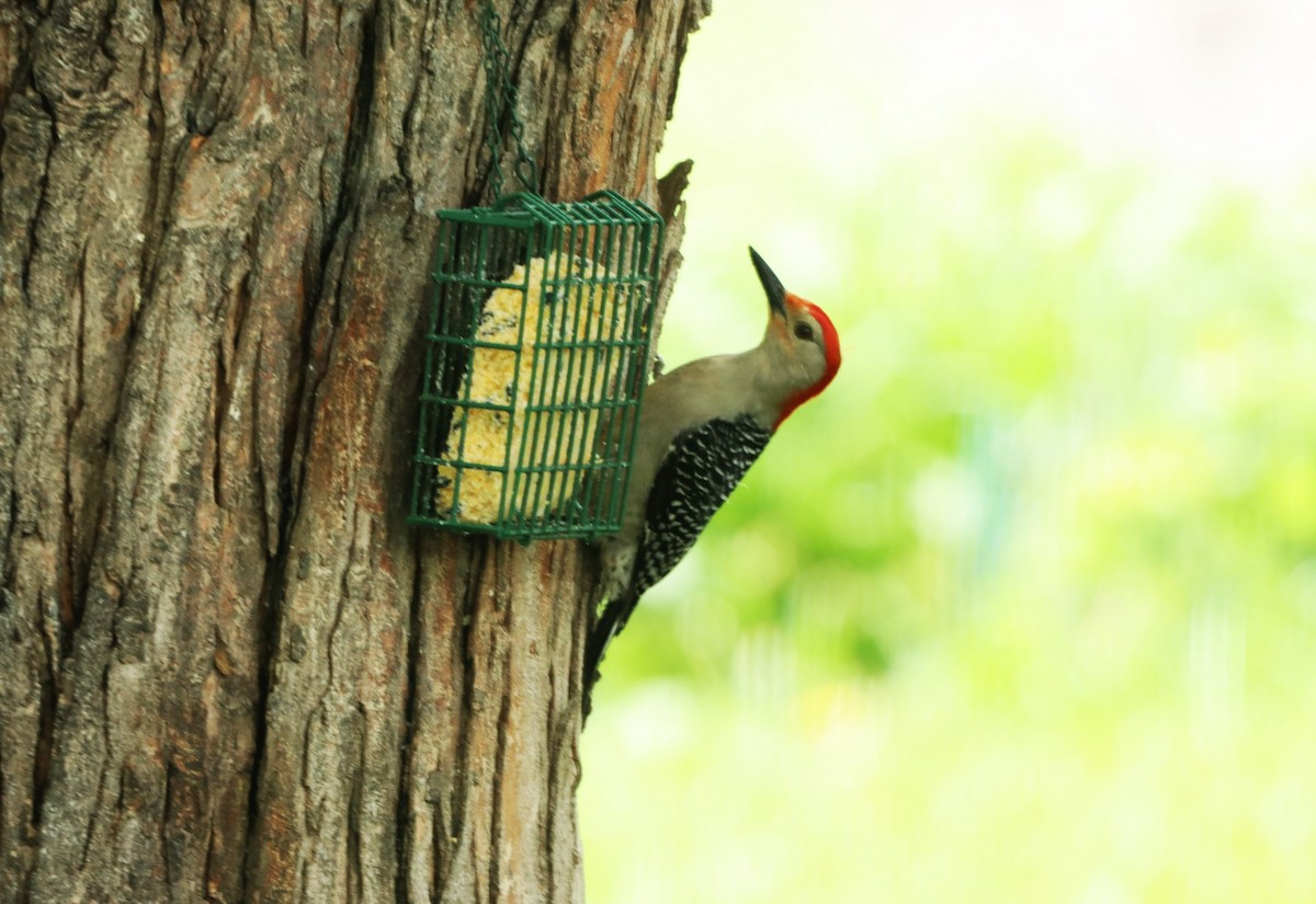 Red-bellied Woodpecker - Charlotte Croshaw