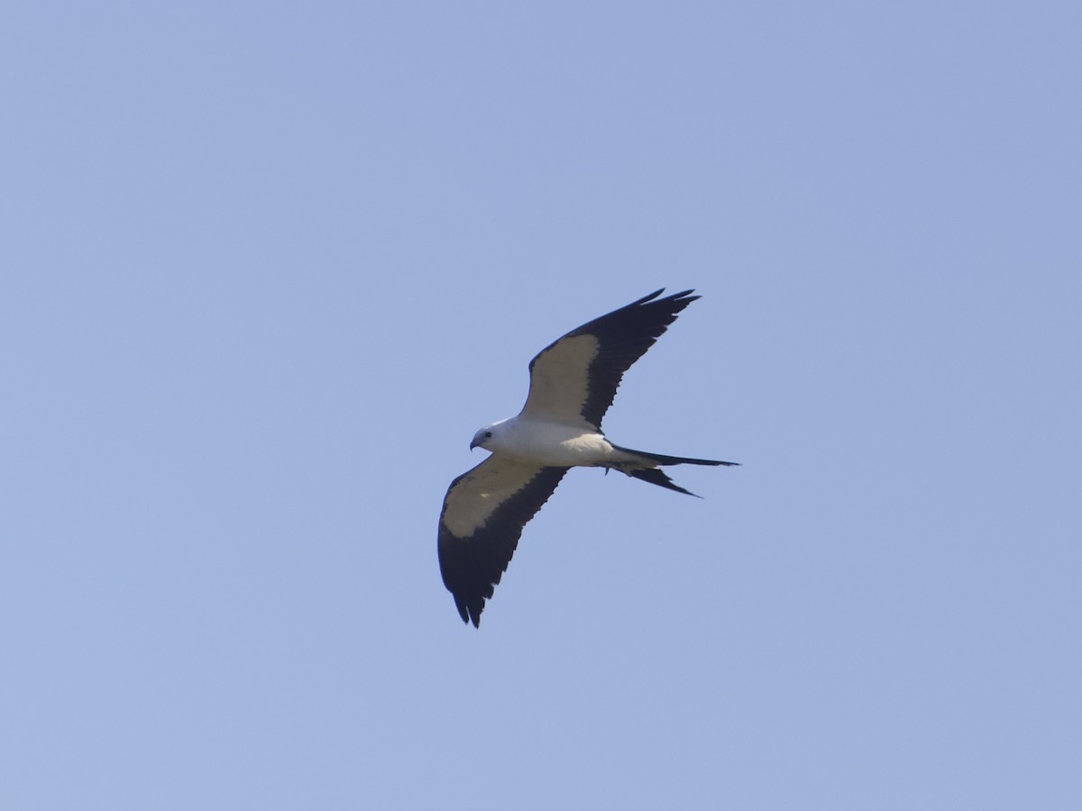 Swallow-tailed Kite - ML618367764